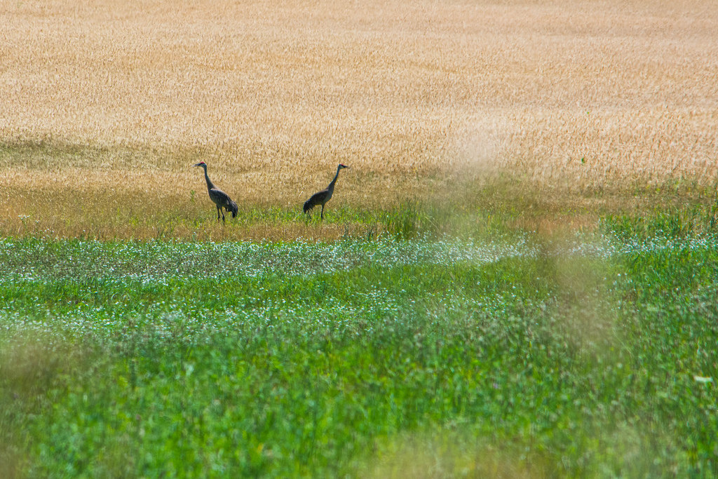 sandhill-cranes-in-field