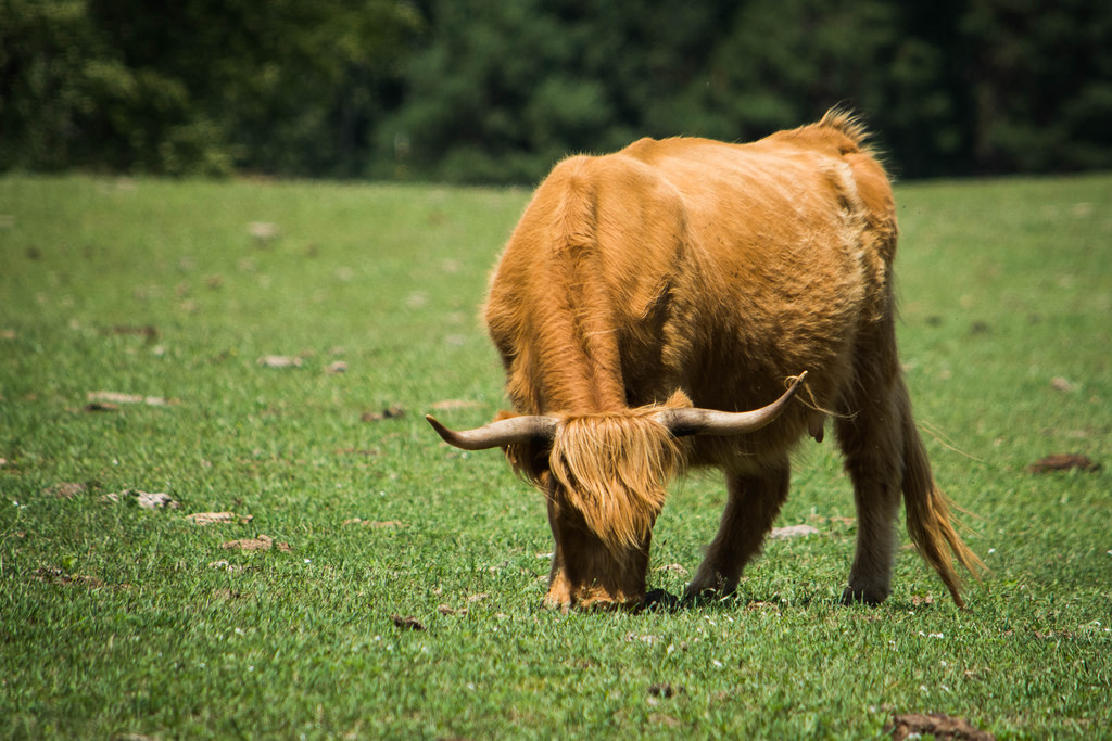 steer-in-field