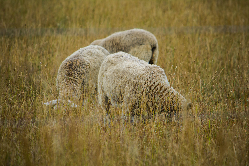 trinity-of-sheep