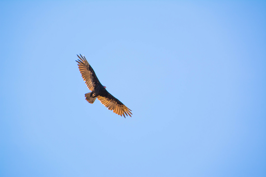 turkey-buzzard-above