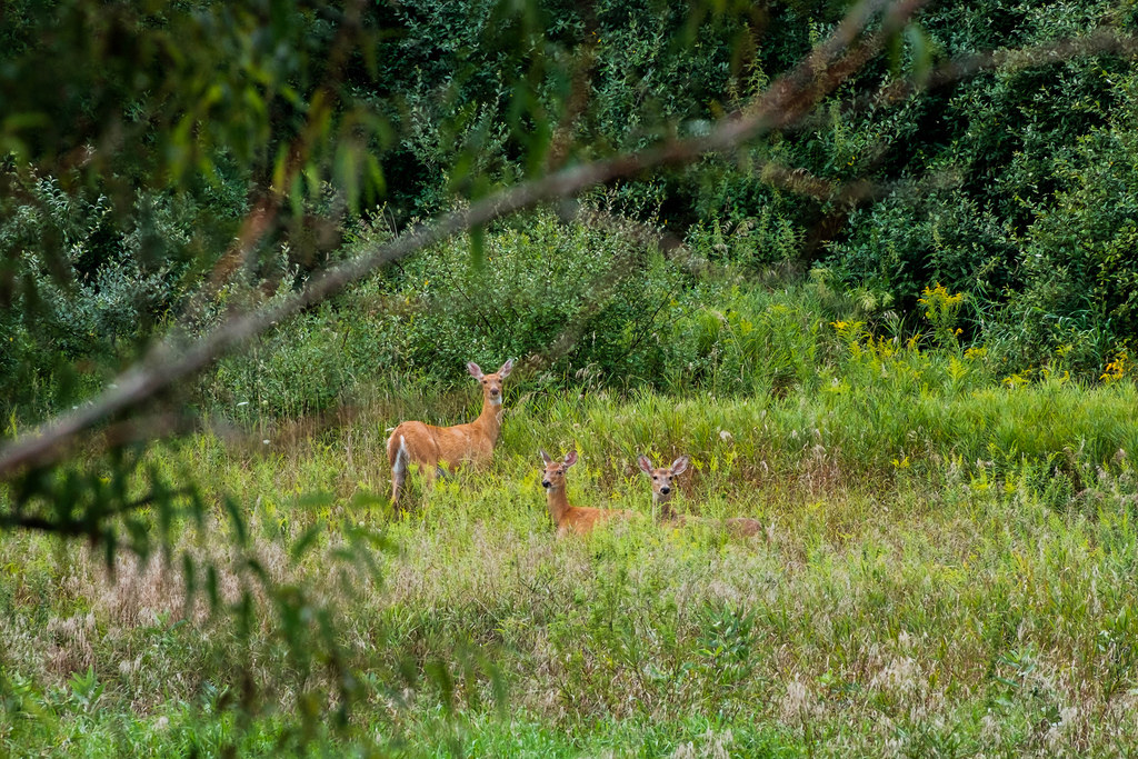 3-deer-in-field