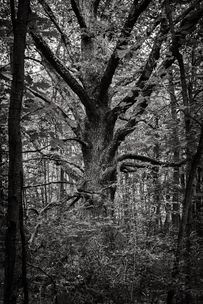 BW_Tree_Deerfield