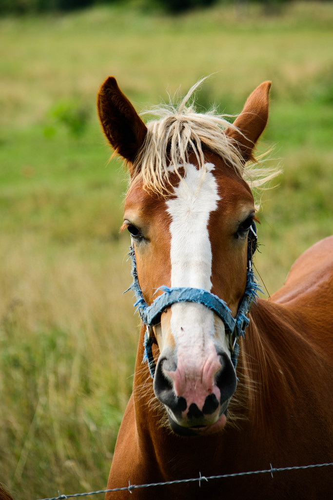 another-horse-portrait