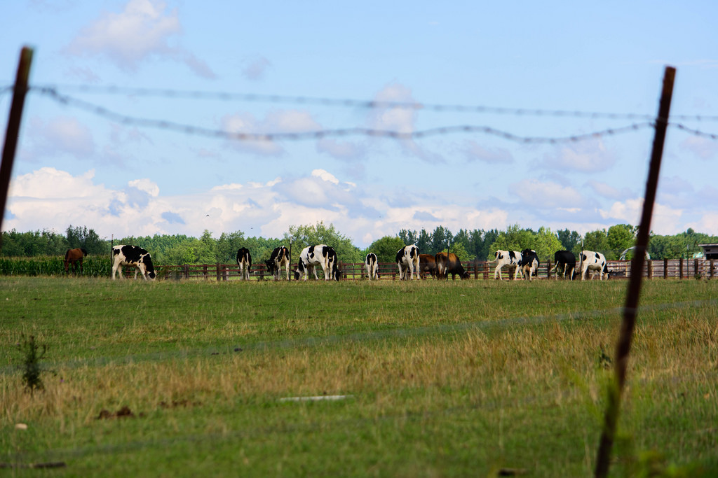 barbed-wire-cows