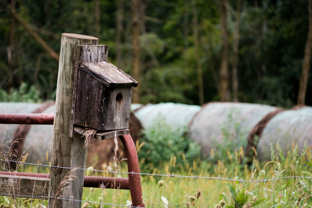 bird-box-hay