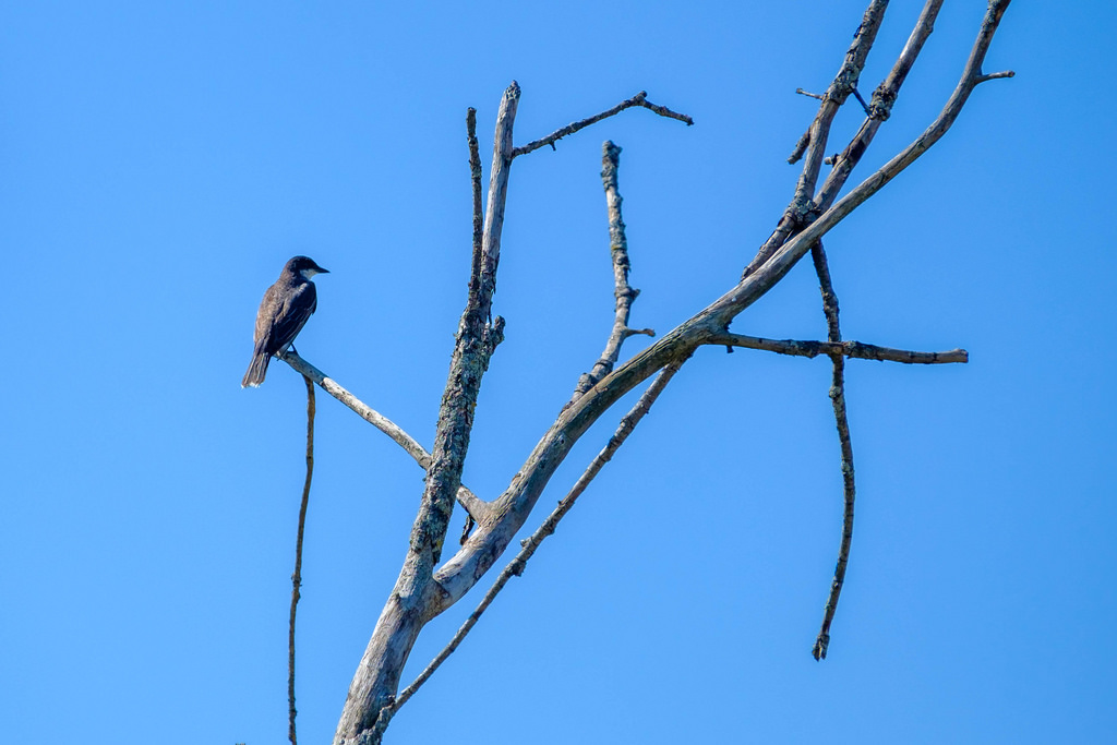 bird_in-tree_a