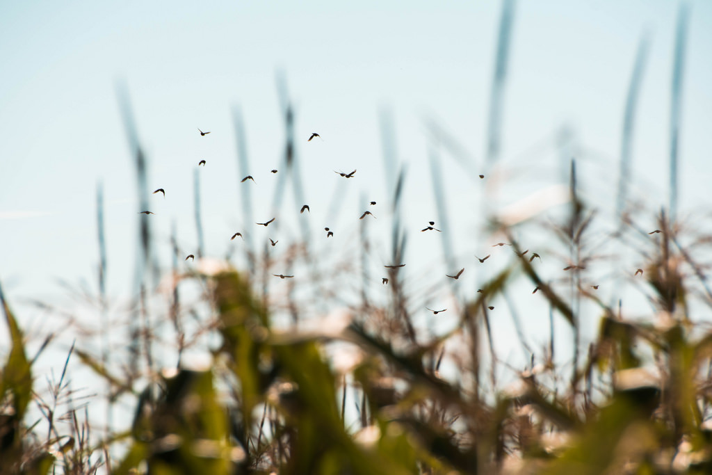 birds_of_the_corn