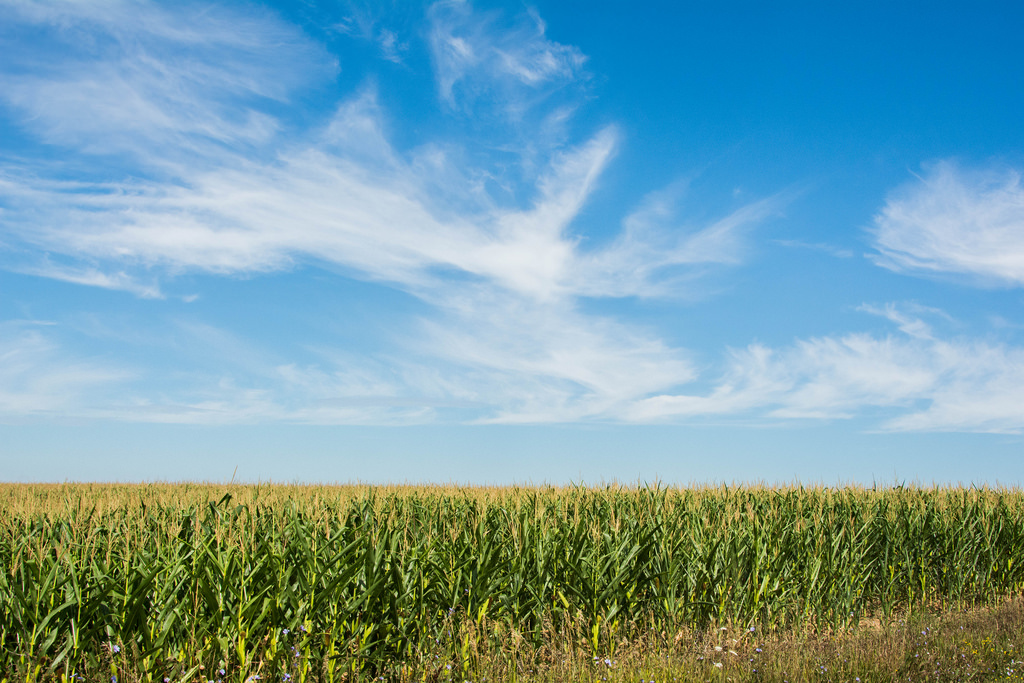 blue-sky-clouds-corn