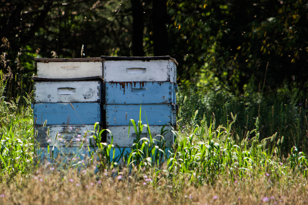 box-of-bees-blue-white