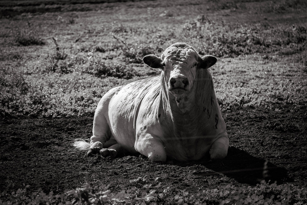 bw-bull-again