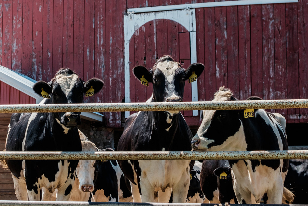 cows-at-fence