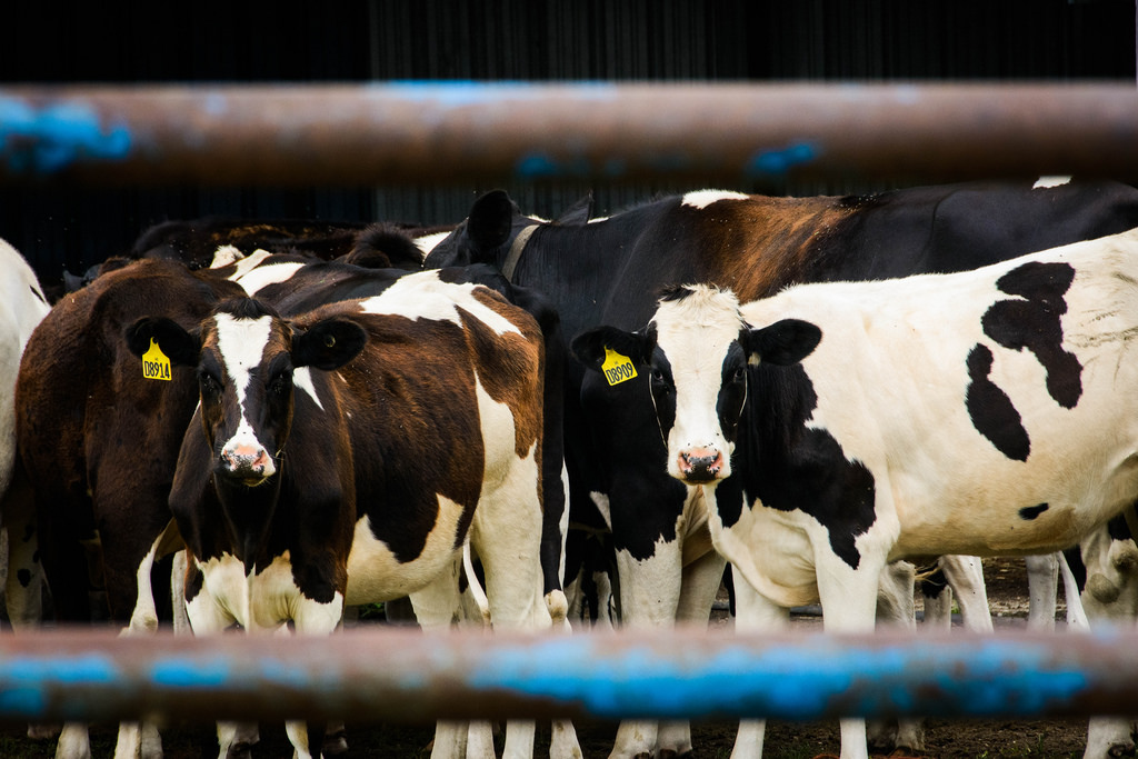 cows-through-gate