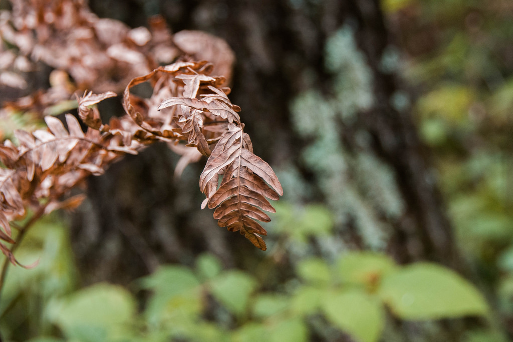 crusty-fern