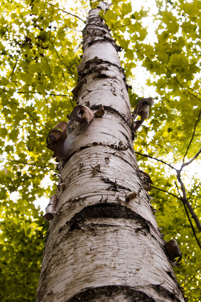 curling-bark-deerfield