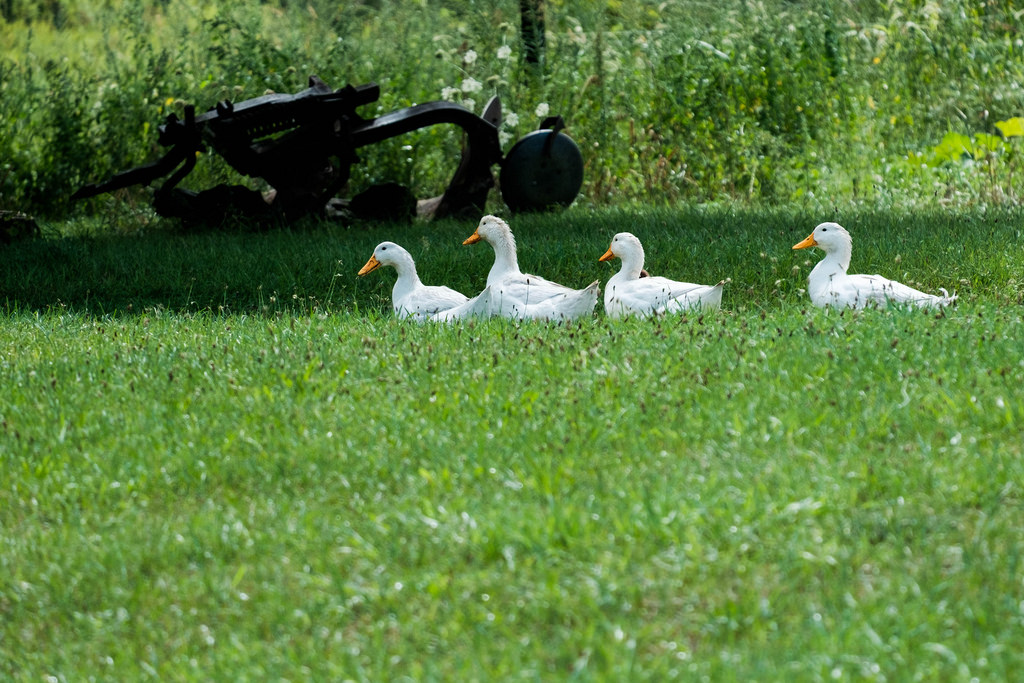 ducks-in-row