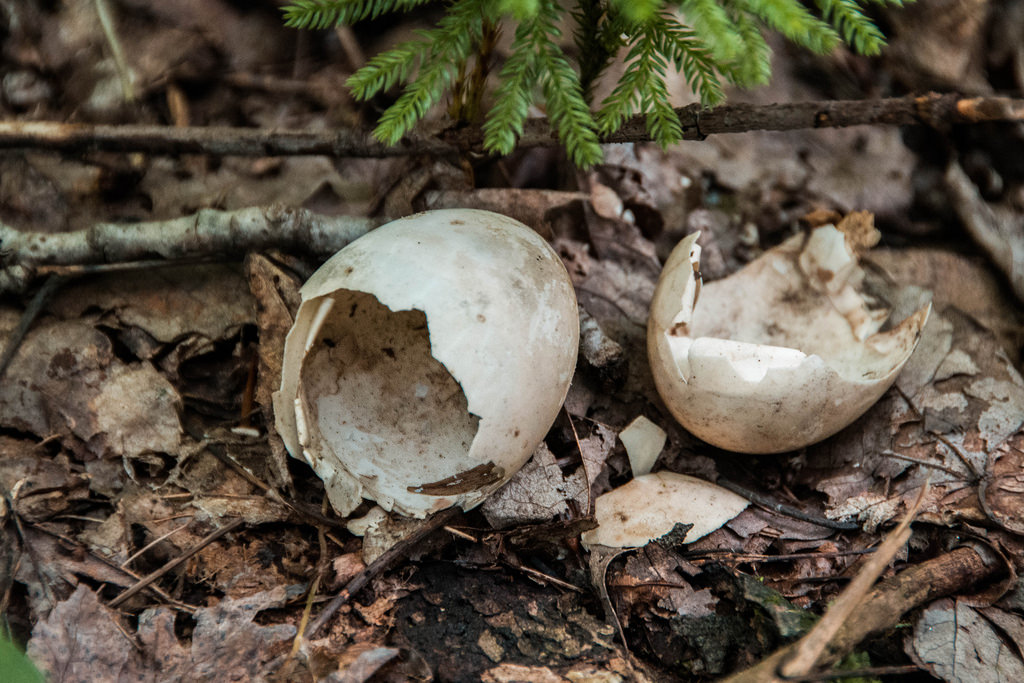 egg-shells-deerfield