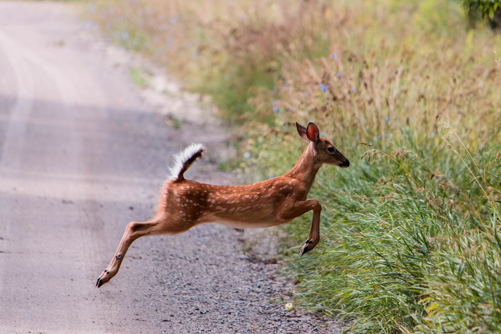 fawn-running-jumping