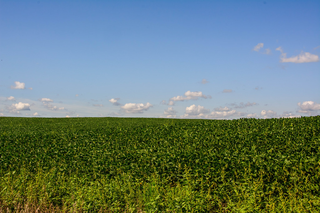 field-of-bean-dreams