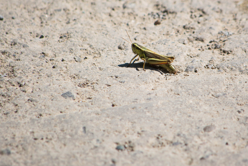 grasshopper-dirt-road