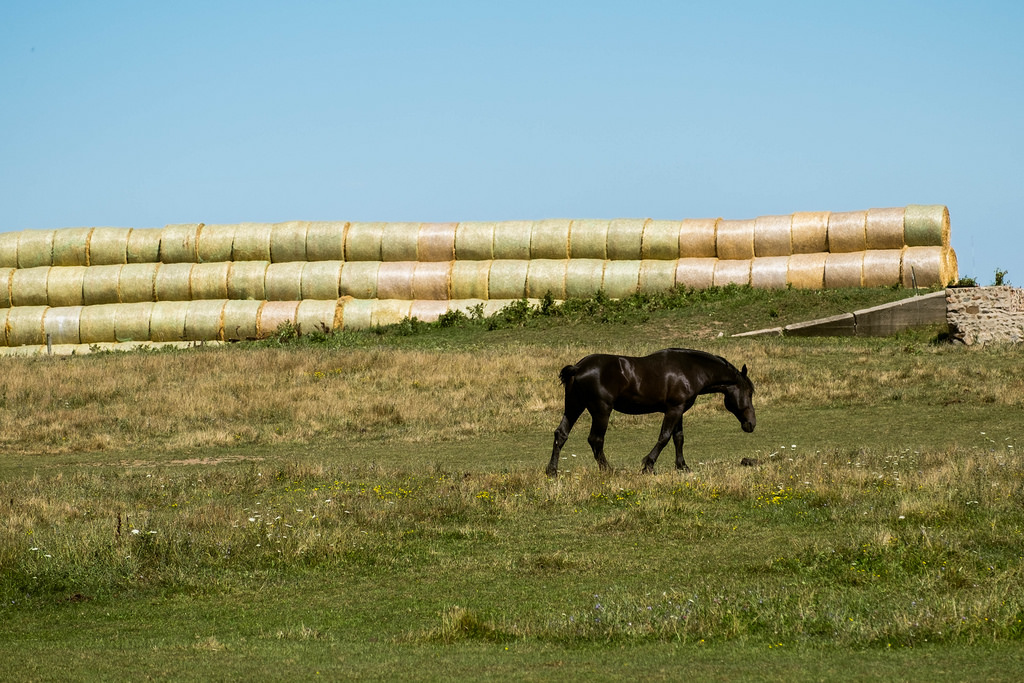 horse-hay-field