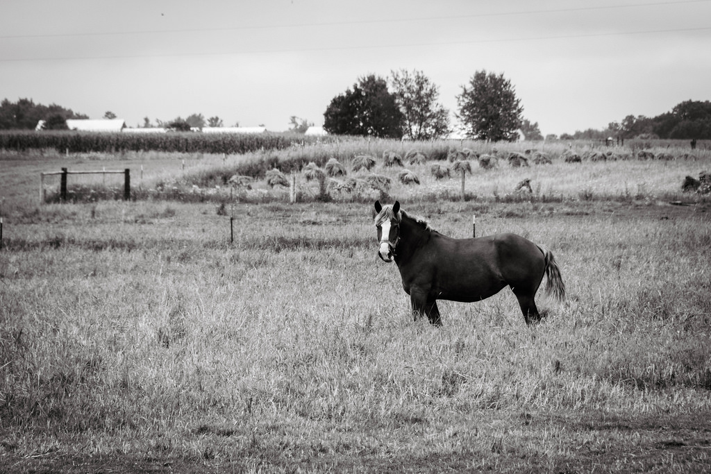 horse-in-field