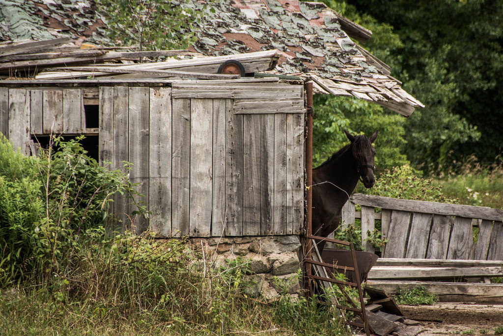 horse-old-barn