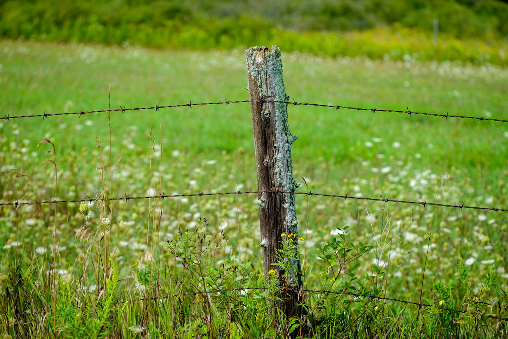 moss-covered-fence-post