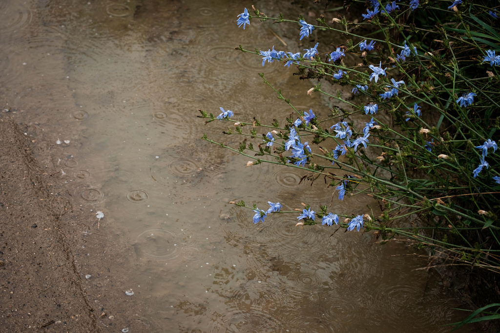 mud-puddle-flowers