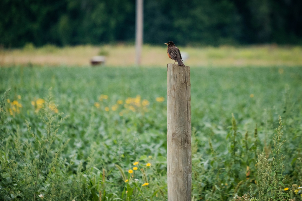 robin-on-post