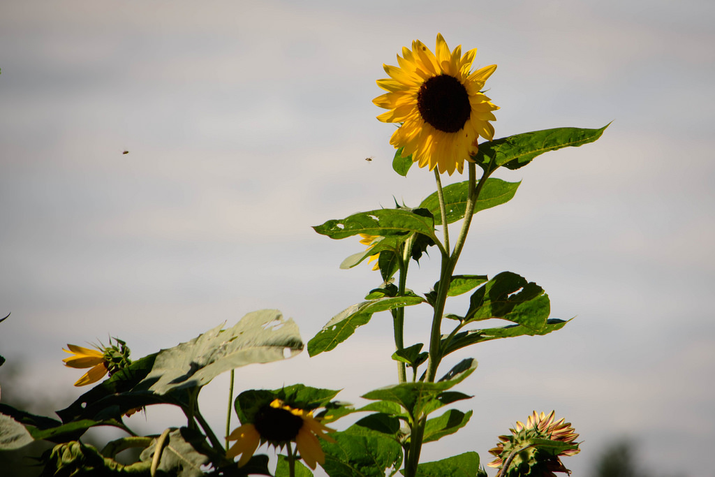 sun-flower