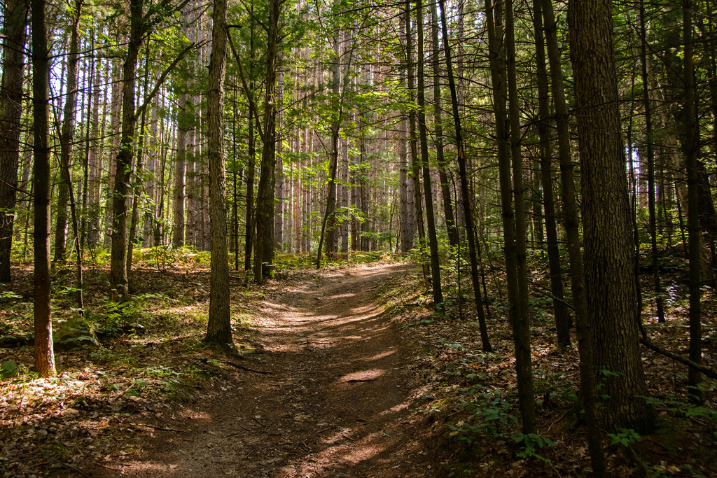 tall-trees-deerfield