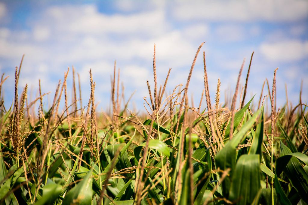 tops-of-the-corn-ma