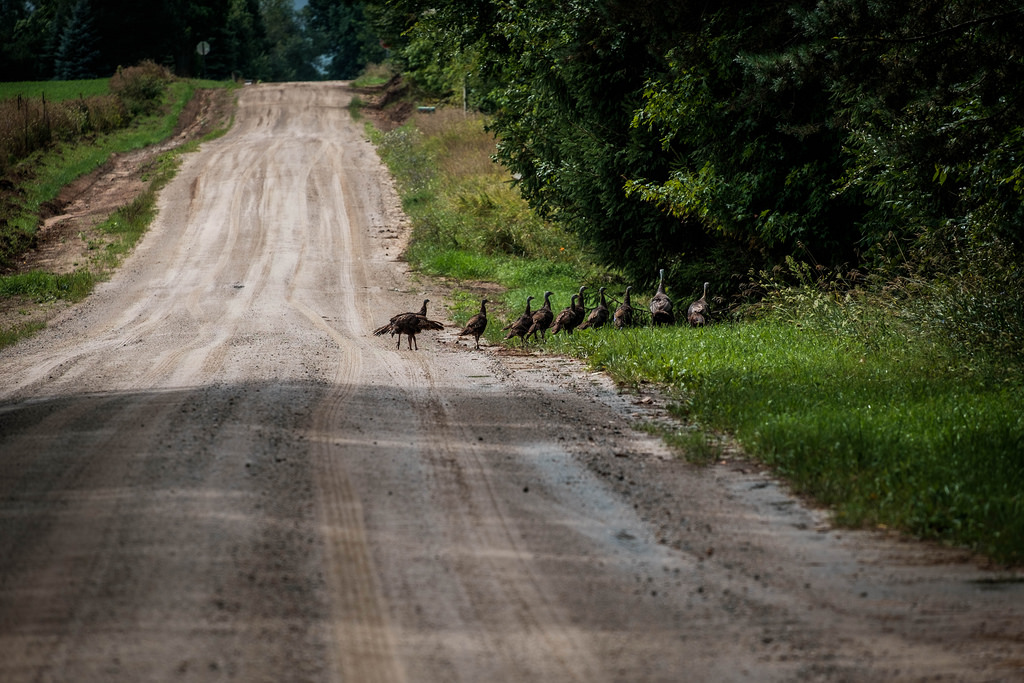 turkey-gaggle