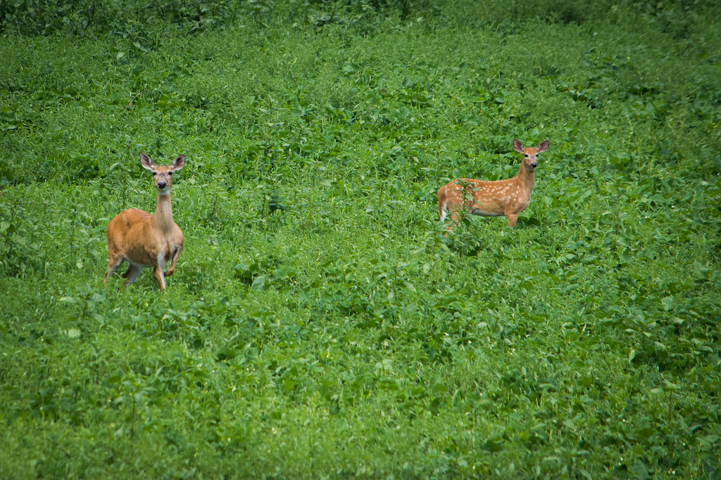 two-deer-in-field