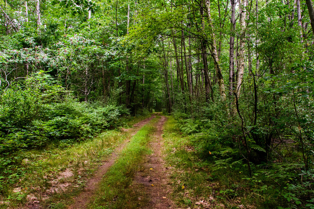 two-track-trail-deerfield