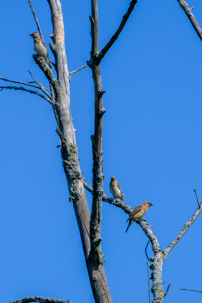 waxwings