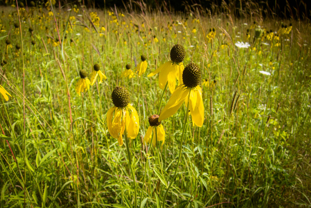 wilting-flowers-in-heat