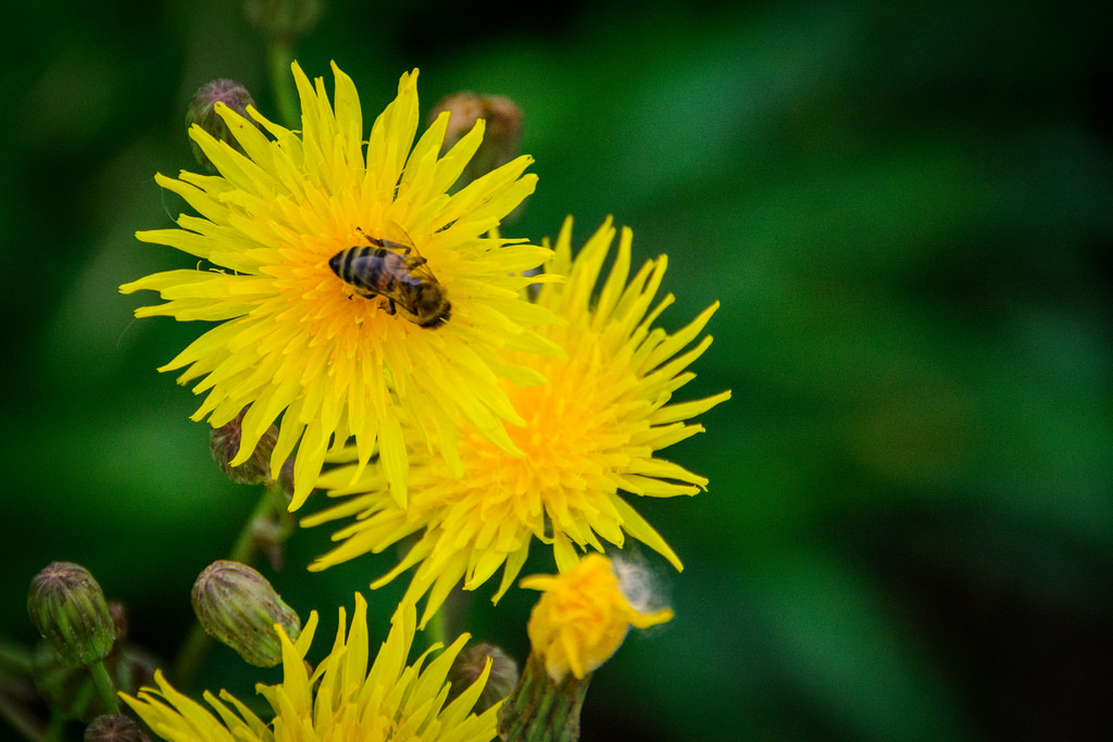 bee_with_flower