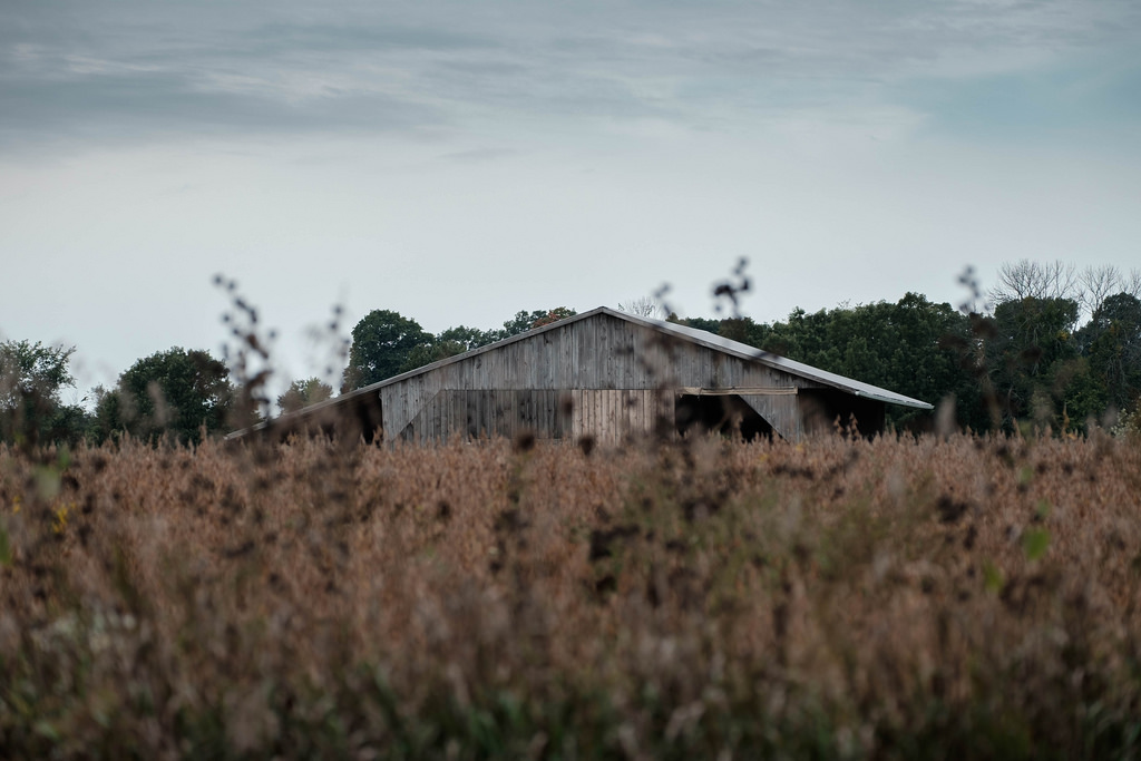 barn-beyond-soybeans