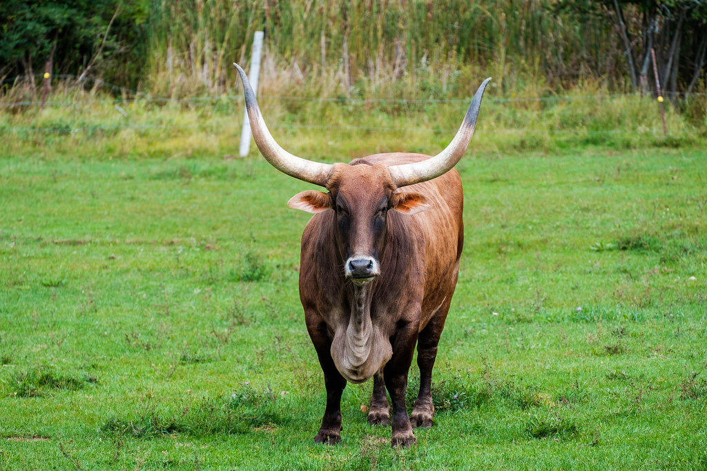 big-neck-long-horn