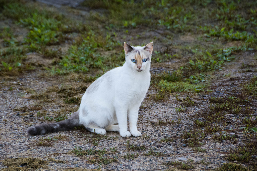 blue-eyed-cat