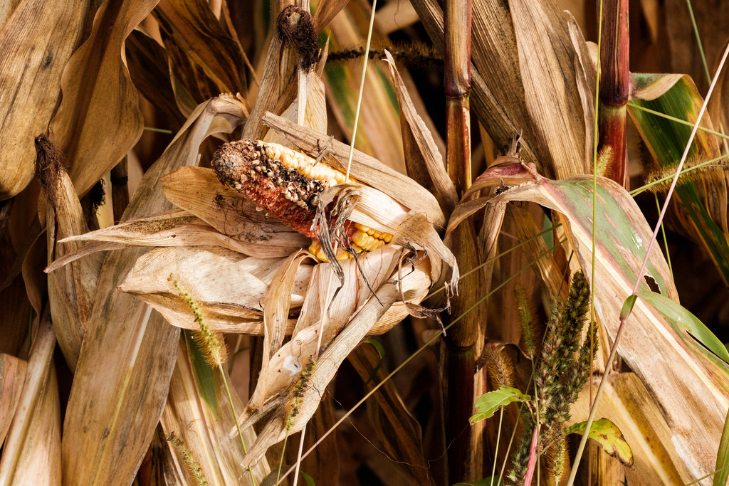 corn-buffet-deer