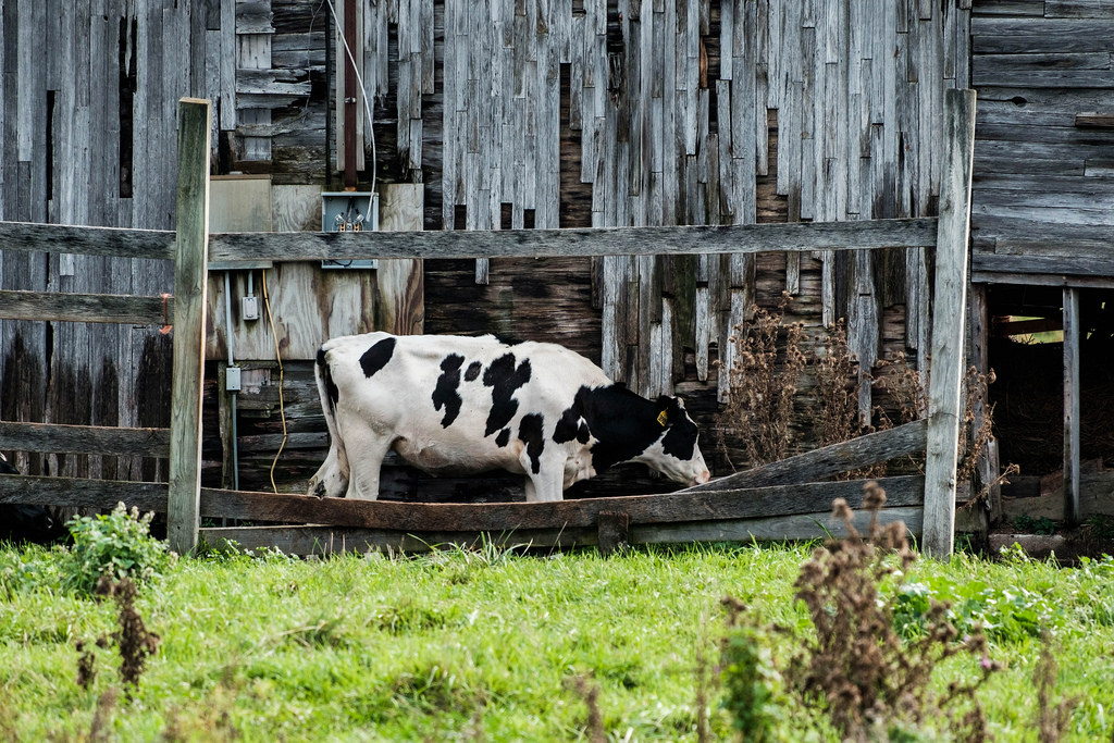 cow-barn