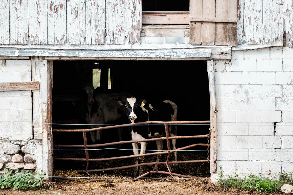 cows_in_barn