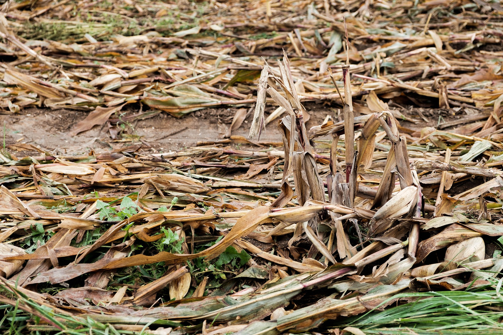 cut-corn