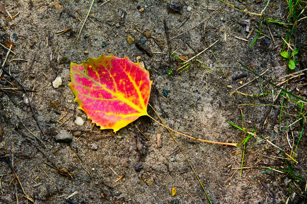 fall-leaf-no._1