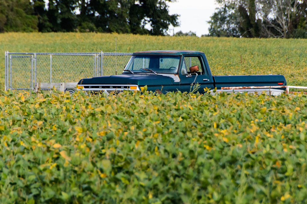 ford_truck_in_soy_beans