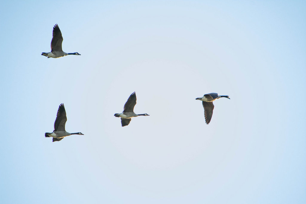 geese_flying