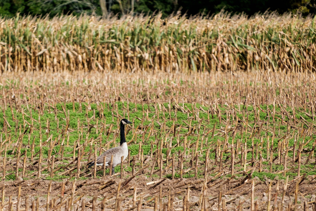 goose_in_the_corn