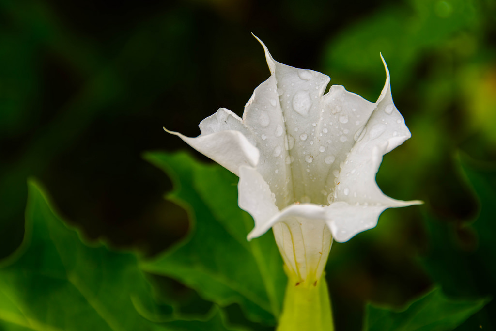 open-flower